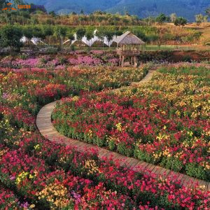 Saigon To Dalat By Limousine-Saigon Locals Travel